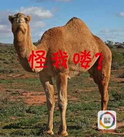 MERS�Ӱ�\���µ��נ����߿������ĳɾW(w��ng)���e��