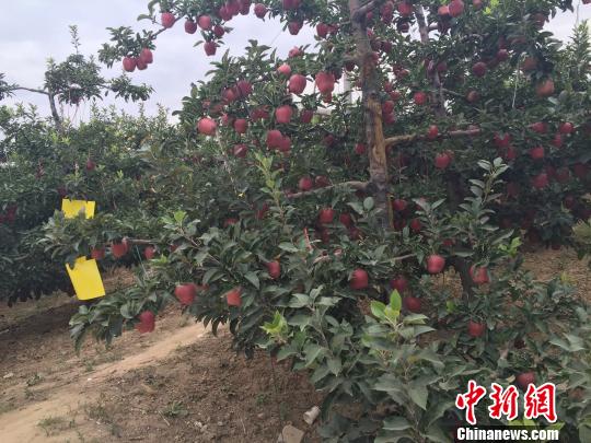 金秋九月,甘肅天水市麥積區(qū)南山的萬畝花牛蘋果迎來豐收。 徐雪 攝