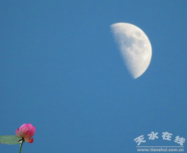 照片:天河廣場(chǎng)的荷花望月.jpg