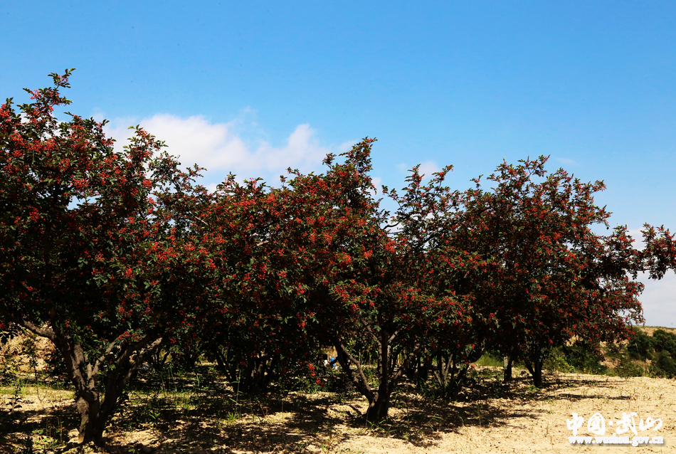 點(diǎn)擊查看大圖