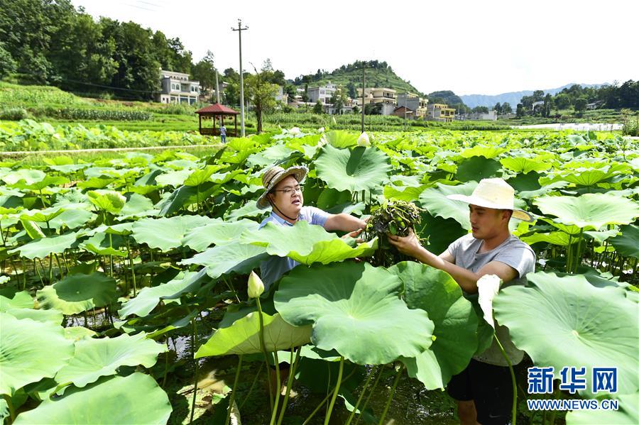 (新華全媒頭條·圖文互動)(4)咱們村里的年輕人——記奮戰(zhàn)在貴州脫貧攻堅一線的青年