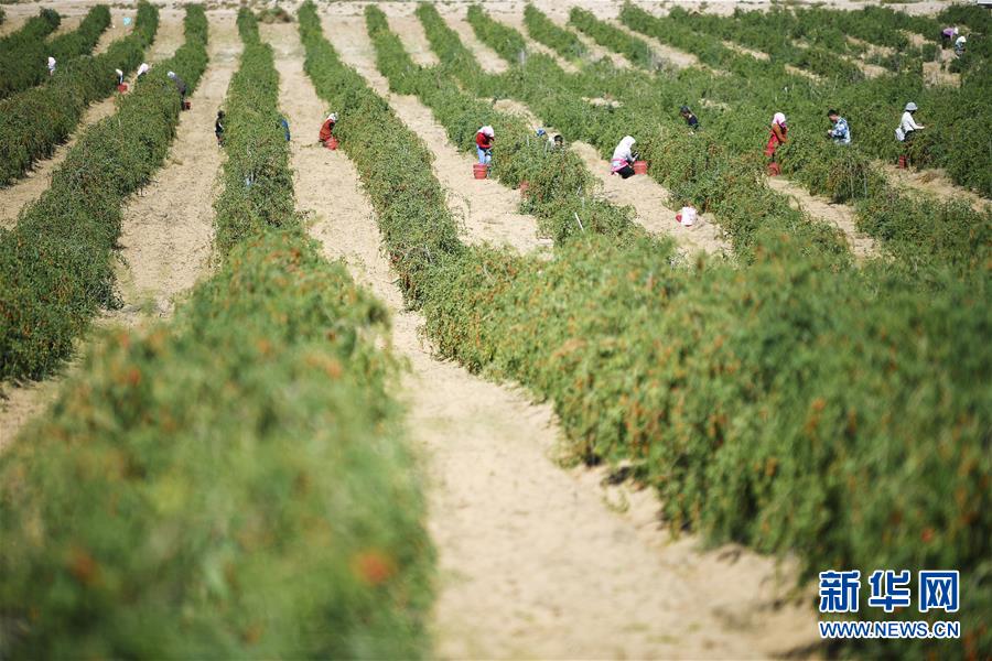 (新華全媒頭條·走向我們的小康生活·圖文互動)(7)23萬人的命運轉(zhuǎn)折——我國最大易地生態(tài)移民安置區(qū)的脫貧密碼