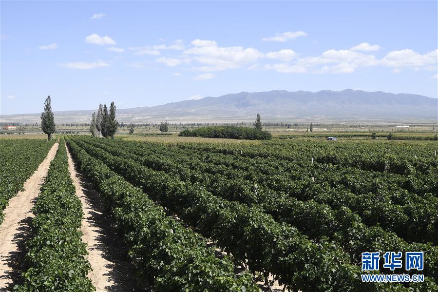 (新華全媒頭條·走向我們的小康生活·圖文互動)(9)23萬人的命運轉(zhuǎn)折——我國最大易地生態(tài)移民安置區(qū)的脫貧密碼