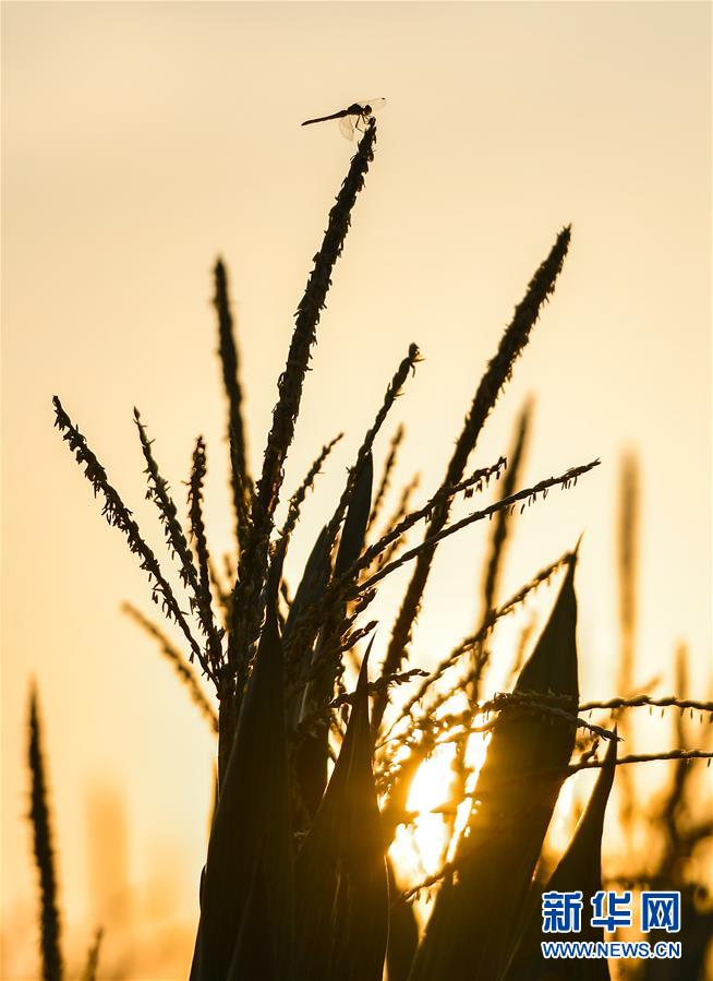 (在習(xí)近平新時代中國特色社會主義思想指引下——新時代新作為新篇章·習(xí)近平總書記關(guān)切事·圖文互動)(9)讓百姓吃得飽還要吃得好——夯實(shí)糧食安全基礎(chǔ)端牢中國飯碗