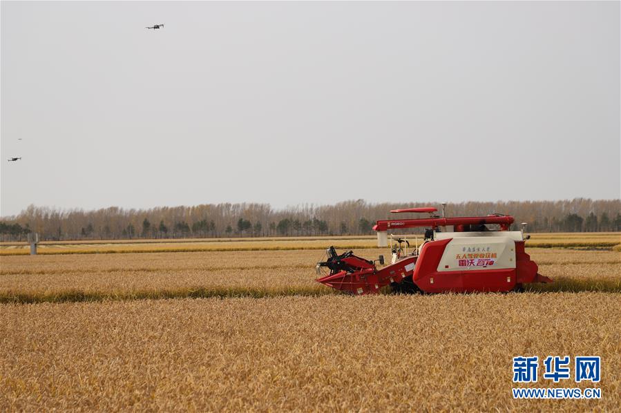 (圖文互動(dòng))(1)北大荒“無(wú)人化農(nóng)場(chǎng)”的掌上“豐”景